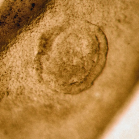 Embrión Bovino Día 14.