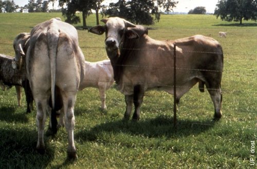 La Guía Visual De Reproducción Bovina Prepucio 