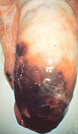 Hemorragia Testicular.