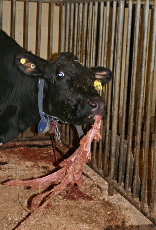 Vaca Comiéndose la Placenta.