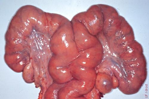 Lymphosarcoma of the Uterus.